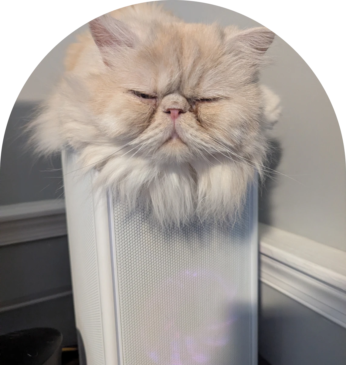 Sleepy cat resting on white device