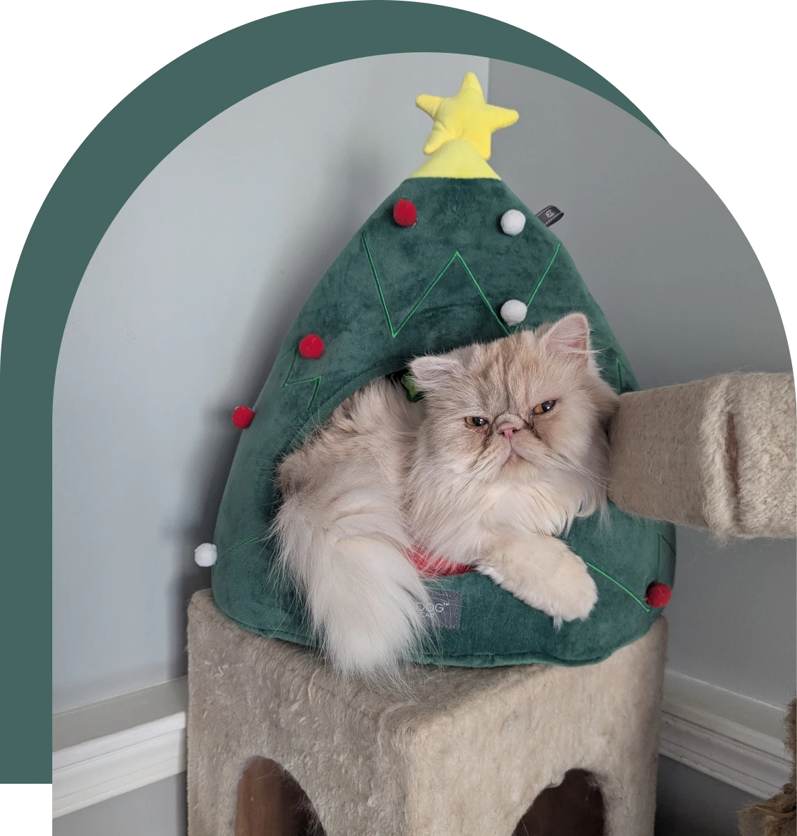 Cat lounging in festive pet house