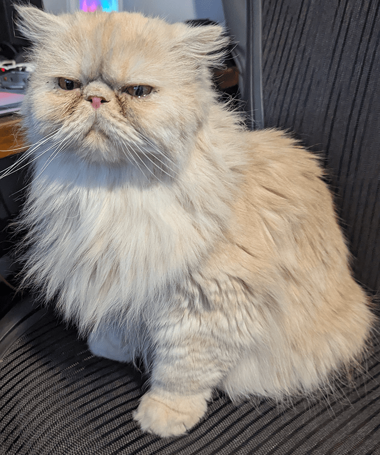 Purrcy