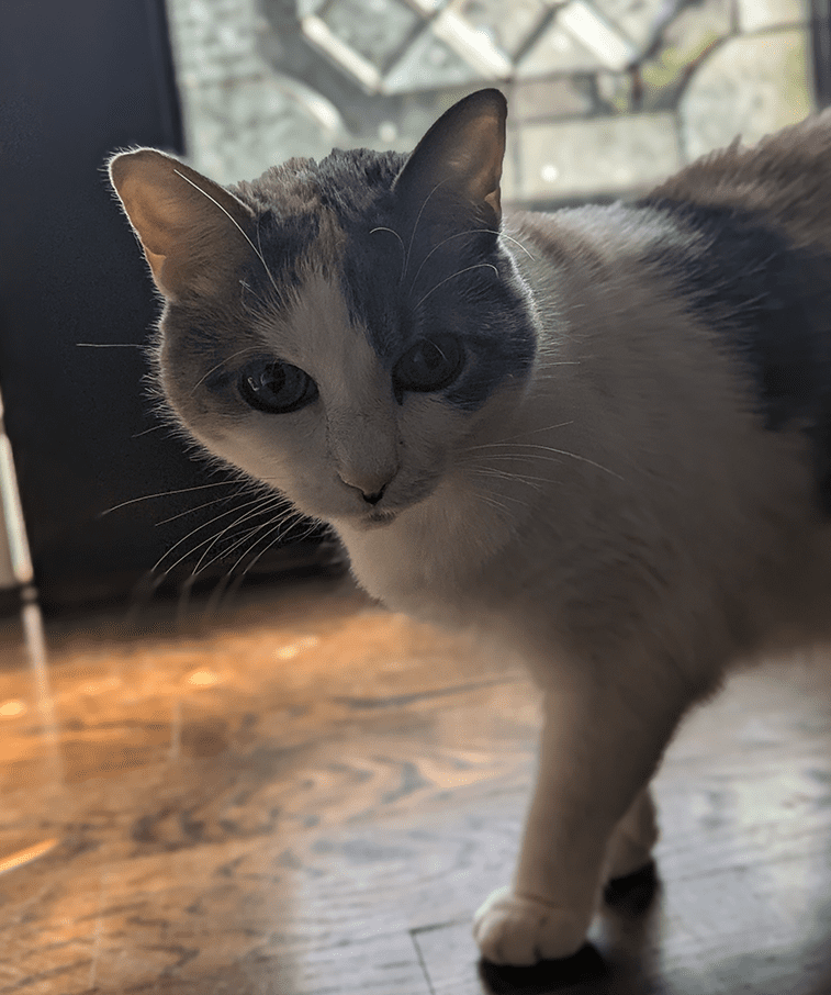 Tanooki_01